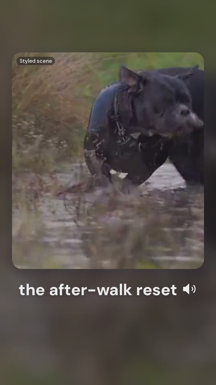After-walk paw reset with the paw cleaner cup (styled scene)