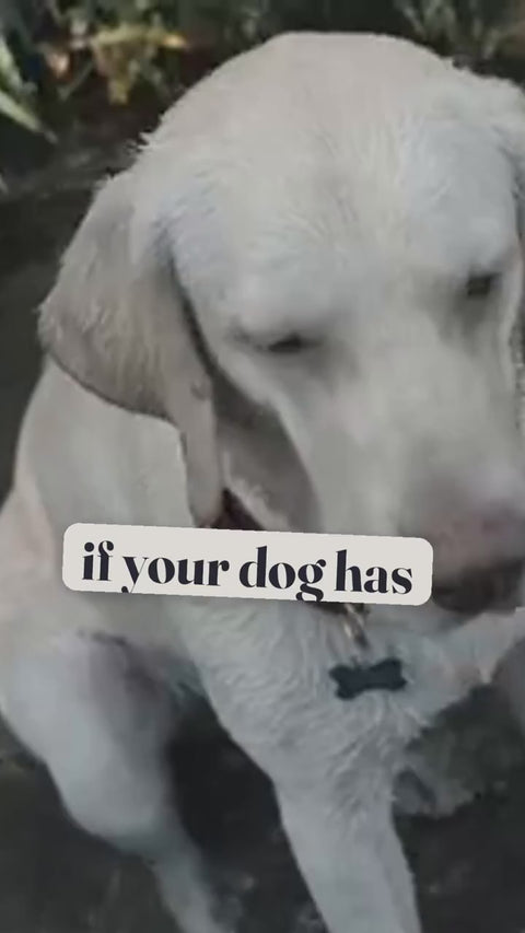 Ear wipes for floppy ears (styled scene)