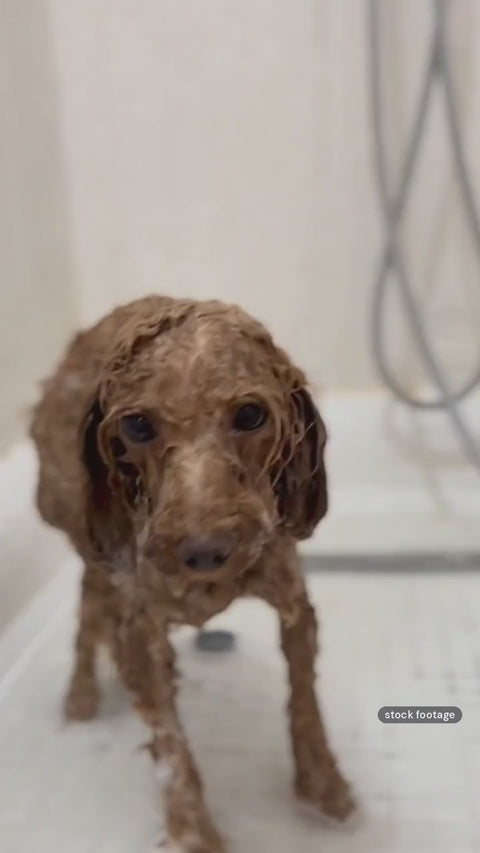 Bath day with the deshedding glove (styled scene)